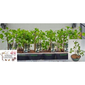 Ginkgo Biloba