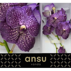 Vanda Su Violet Dark