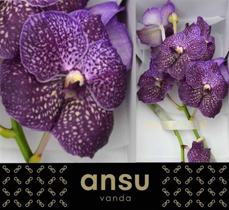 Vanda Su Violet Dark