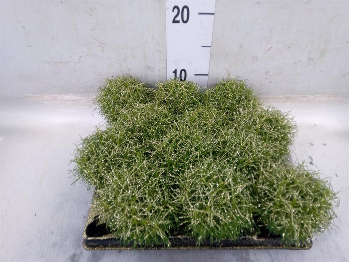 <h4>Sagina subulata</h4>