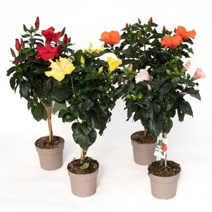 HIBISQS P17