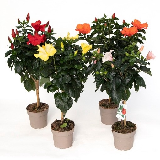 <h4>HIBISQS P17</h4>
