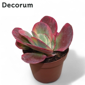 Kalanchoe Thyrsiflora Variegata (red)