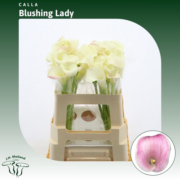 <h4>Calla Blushing Lady</h4>