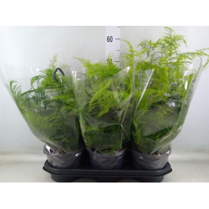 Asparagus setaceus
