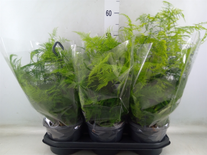 <h4>Asparagus setaceus</h4>
