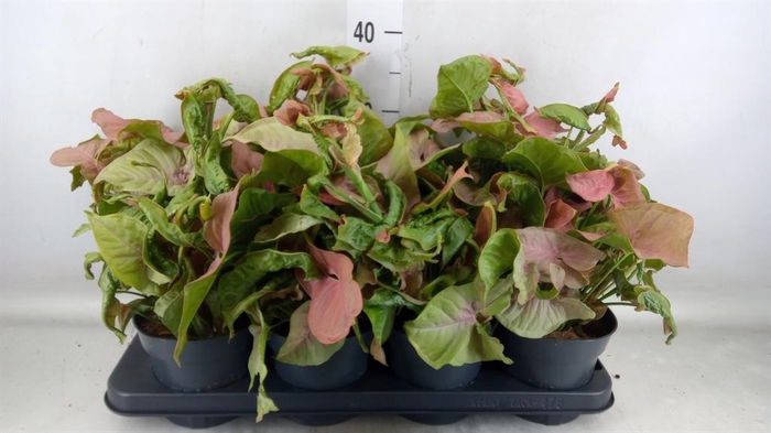 <h4>Syngonium   ...</h4>