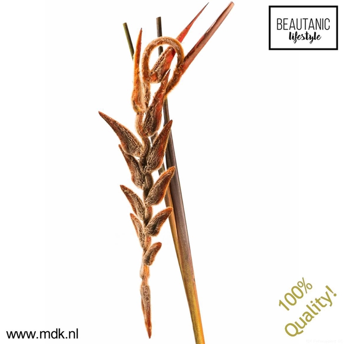 <h4>Heliconia Vel She Kong</h4>