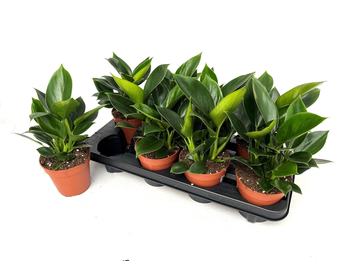 <h4>PHIL OVERIG</h4>