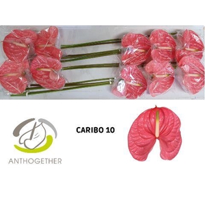 Anth A Caribo