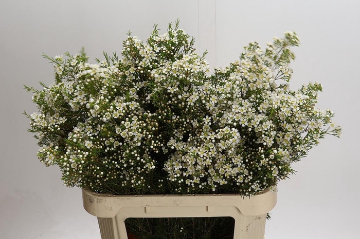 <h4>Chamelaucium Arbel</h4>