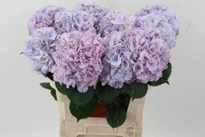 <h4>Hydr M My Primavera</h4>