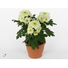 Chrysant Zembla Lime