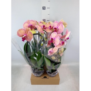 Phalaenopsis  'Elegant Cascade'