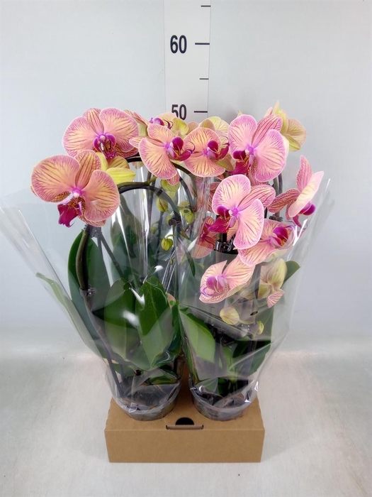 <h4>Phalaenopsis  'Elegant Cascade'</h4>
