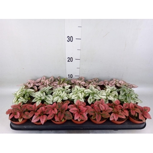 Hypoestes phyllo.   ...mix