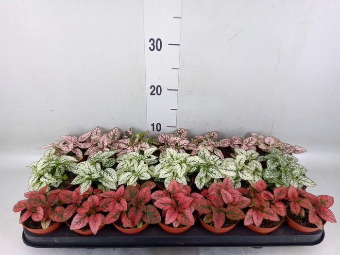 <h4>Hypoestes phyllo.   ...mix</h4>