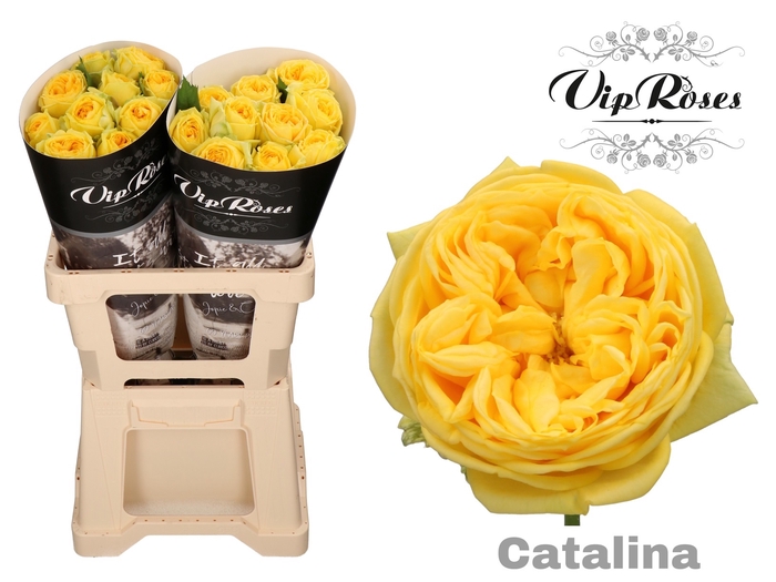 <h4>R Gr Catalina X20</h4>