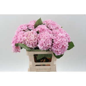 Hydr M Ch Verena