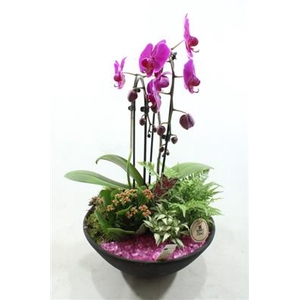 1147 EBBI ROZE CASCADE