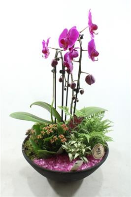 <h4>7796 Ebbi Roze Cascade</h4>