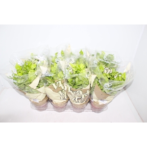 ASPLENIUM CRISPY WAVE P14