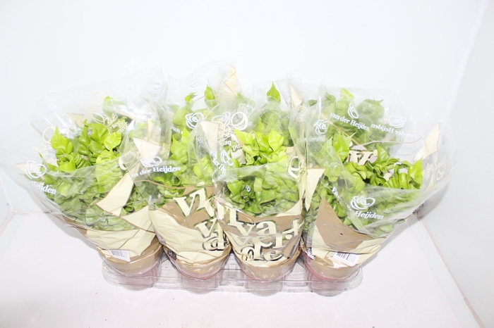 ASPLENIUM CRISPY WAVE P14