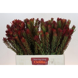 Leucadendron Safari Sunset