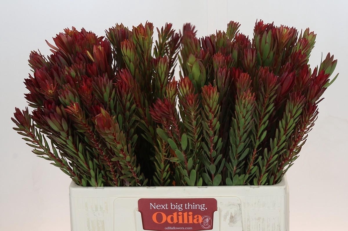 <h4>Leucadendron Safari Sunset</h4>