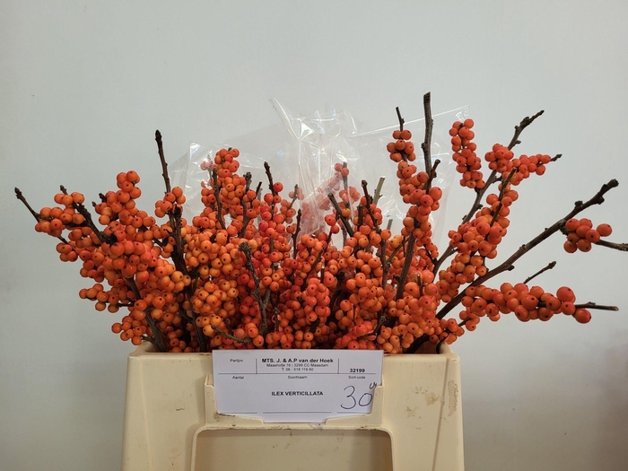 <h4>ILEX MAG DAYDREAM</h4>