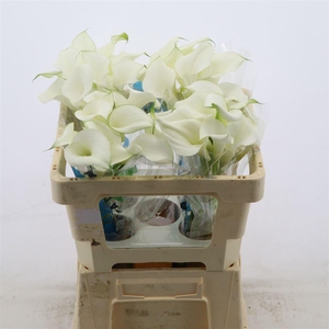 Calla Pure Art