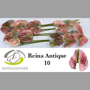 ANTH A REINA