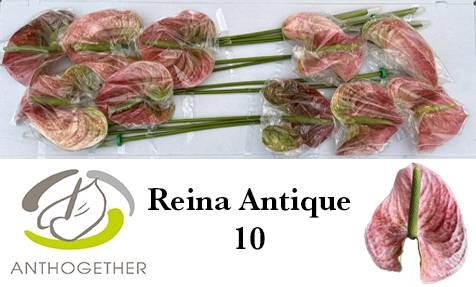 <h4>ANTH A REINA</h4>