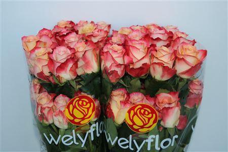 <h4>R Gr Caberet</h4>