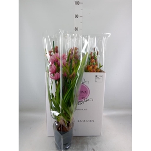 Cymbidium   ...mix