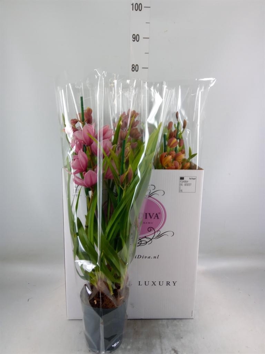 <h4>Cymbidium   ...mix</h4>