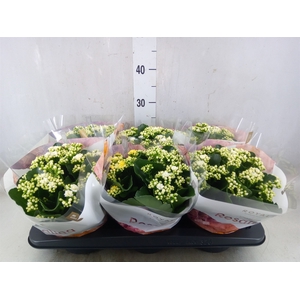 Kalanchoe blos. 'RosDon Dione'