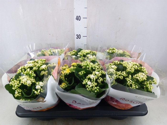 <h4>Kalanchoe blos. 'RosDon Dione'</h4>
