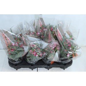 BRINCO DE PRINCESA P15