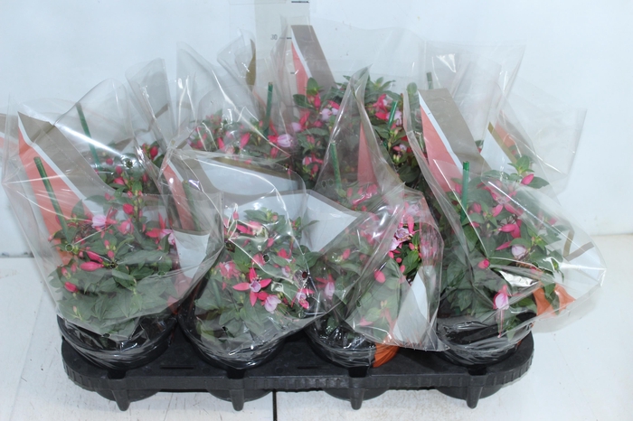 <h4>BRINCO DE PRINCESA P15</h4>