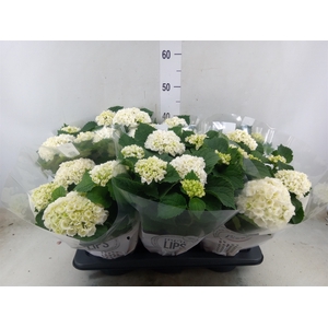 Hydrangea mac. 'Crystal Palace'