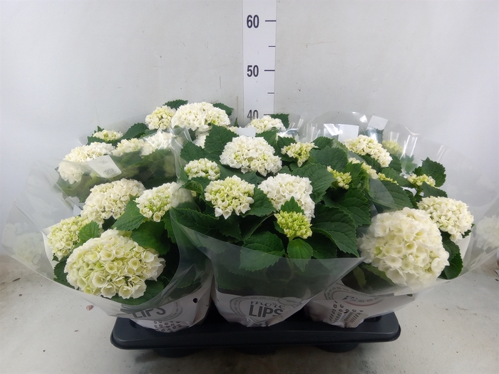 <h4>Hydrangea mac. 'Crystal Palace'</h4>