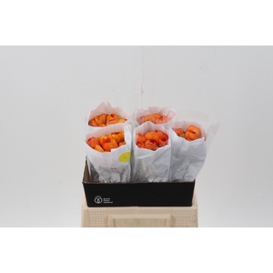 Ran Orange Ecu 40cm