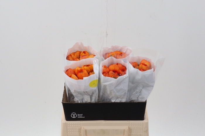 <h4>Ran Orange Ecu 40cm</h4>