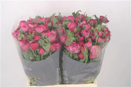 <h4>Ran El Hot Pink</h4>