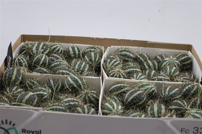 <h4>Sier Cucumis Mirio X4 Hol</h4>