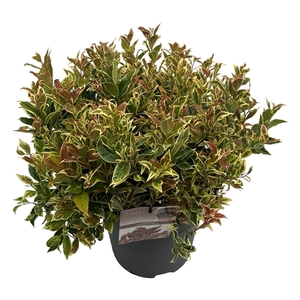 Leucothoe 'Fire Star' ® sense