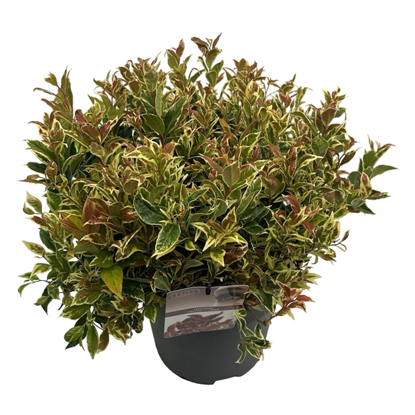 <h4>Leucothoe 'Fire Star' ® sense</h4>