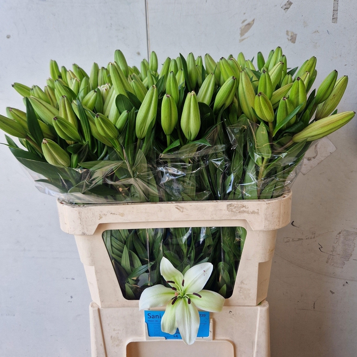 <h4>LI LA KELSO</h4>