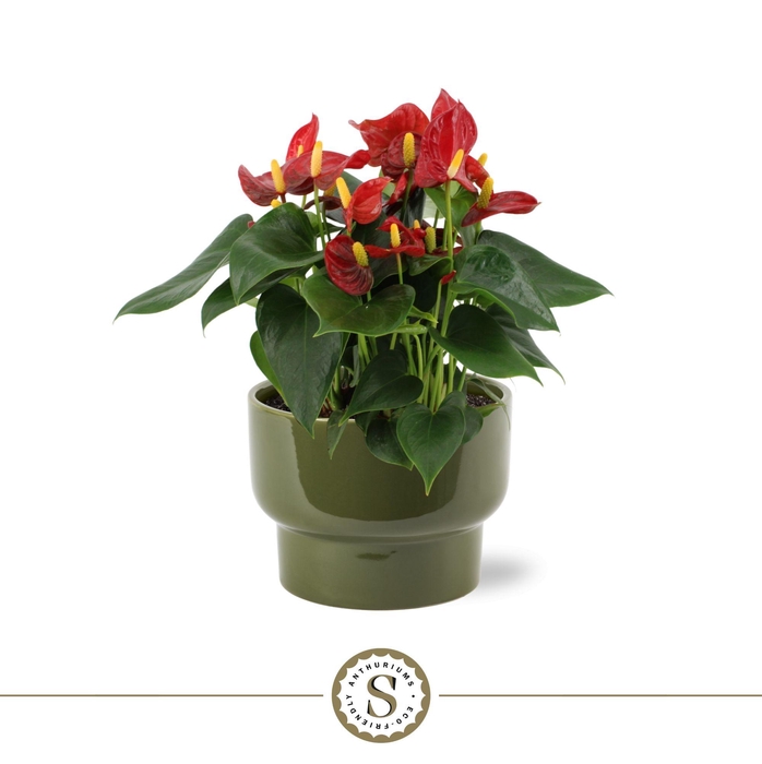 <h4>Athene Keramiek Green - Red</h4>